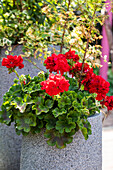 Pelargonium zonale, red