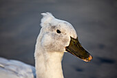 Duck in the water