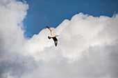 Flying seagull