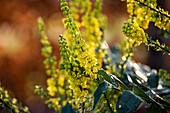 Mahonia media 'Winter Sun'