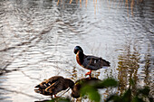 Duck at the water