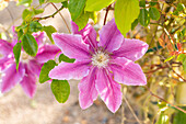 Clematis 'Dr. Ruppel'