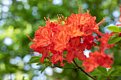 Rhododendron 'Mazurka'