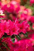 Rhododendron obtusum 'Wildenstein'