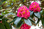 Rhododendron 'Clémentine Lemaire'