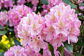 Rhododendron 'Christian Schröder'