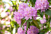 Rhododendron catawbiense 'Compactum'