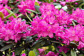 Rhododendron 'Rossellini'