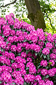 Rhododendron 'Rossellini'