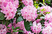 Rhododendron 'Aristide Briand'