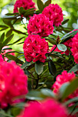 Rhododendron insigne 'Marianne von Weizsäcker'