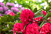 Rhododendron insigne 'Marianne von Weizsäcker'