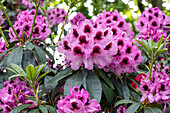 Rhododendron 'James Nasmyth'