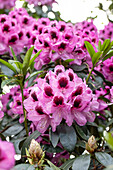 Rhododendron 'James Nasmyth'