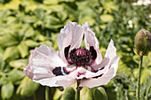 Papaver orientale 'Royal Wedding'