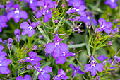 Lobelia erinus 'Curaçao® Blue'