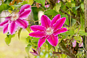 Clematis 'Dr. Ruppel'