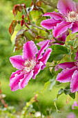 Clematis 'Dr. Ruppel'