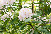 Rhododendron 'Goldsprenkel'