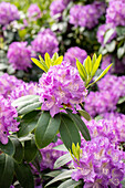 Rhododendron 'Roslyn'