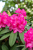Rhododendron 'Lohse's Schöne'