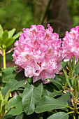 Rhododendron 'Prof. Hugo de Vries'