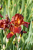 Iris x germanica, bronze coloured