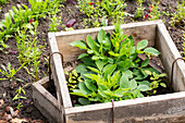 Plants in the cottage garden