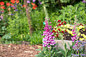 Digitalis purpurea