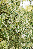 Cornus controversa 'Variegata'