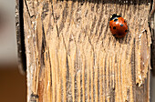 Ladybird on wood