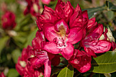 Rhododendron 'Junifeuer'