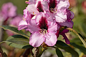 Rhododendron 'Peacock'®