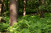 Fern forest