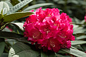 Rhododendron, rosarot