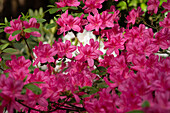 Rhododendron obtusum, pink