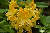 Rhododendron luteum