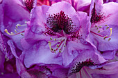 Rhododendron 'Bariton'