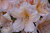 Rhododendron 'Gloria'