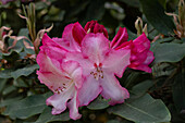 Rhododendron, pink-white