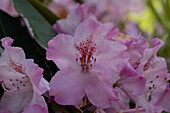 Rhododendron 'Ulrike Jost'