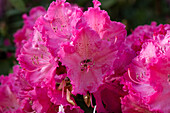 Rhododendron, pink