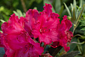 Rhododendron yakushimanum 'Vollblut'