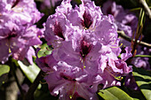 Rhododendron 'Arthur Bedford'