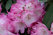 Rhododendron yakushimanum 'Fantastica'