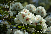 Rhododendron 'Breslau'