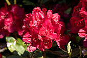 Rhododendron, red