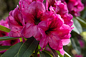 Rhododendron, rosarot