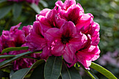 Rhododendron, rosarot