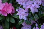 Rhododendron, pink